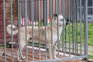 Animal adoption days