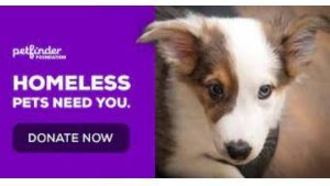 petfinder nc