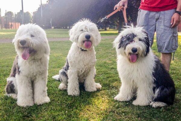 Old English Sheepdogs