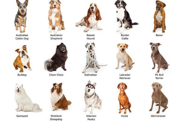 Medium-Sized Dog