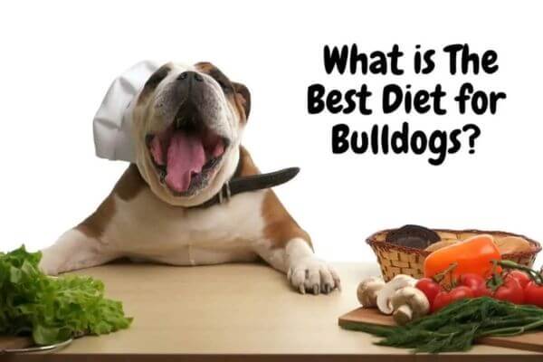 American Bulldog
