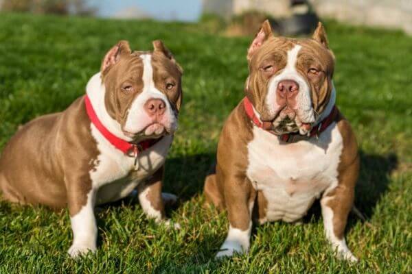 American Bulldog