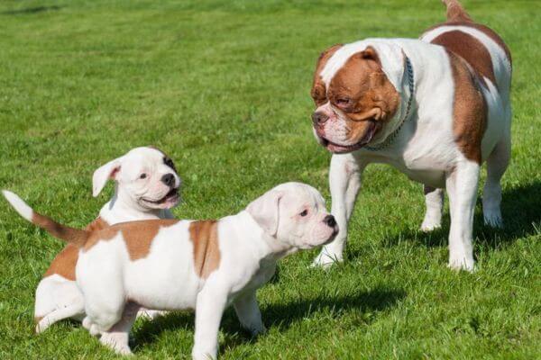 American Bulldog