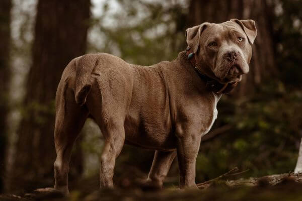 American Bulldog