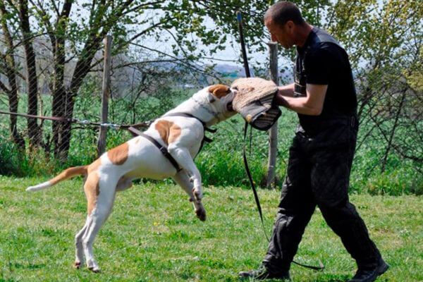 American Bulldog