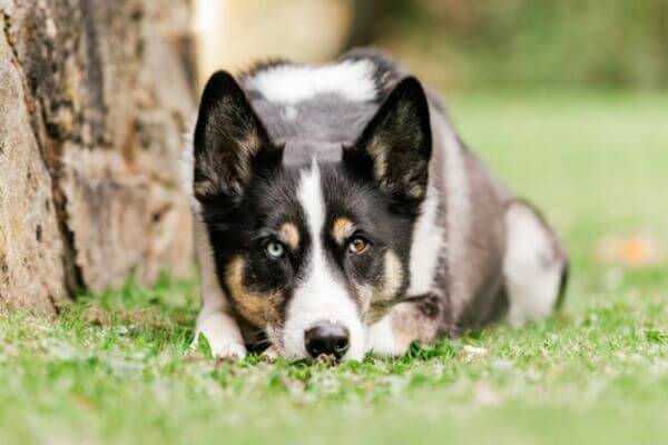 Husky Boxer Mix