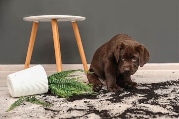 Dog Poisoning