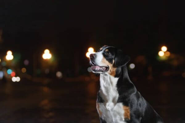 Dog Night Vision