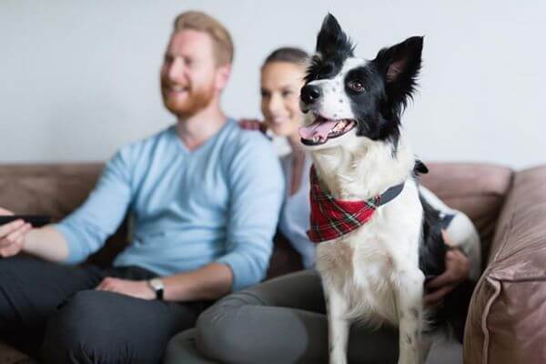 Dog TV- Dog Watching TV