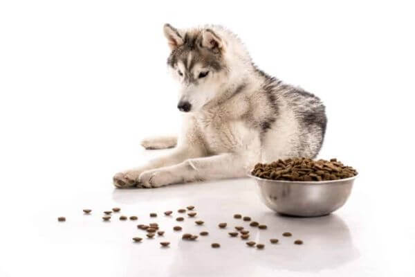 Husky Boxer Mix