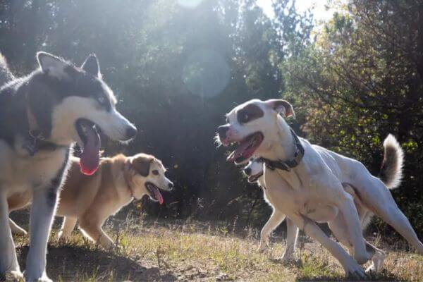 Husky Boxer Mix