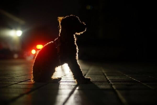 Dog Night Vision