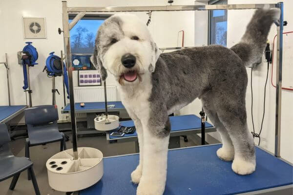 Old English Sheepdogs