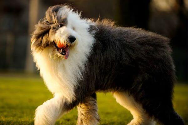 Old English Sheepdogs