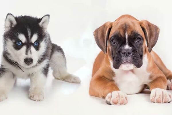 Husky Boxer Mix