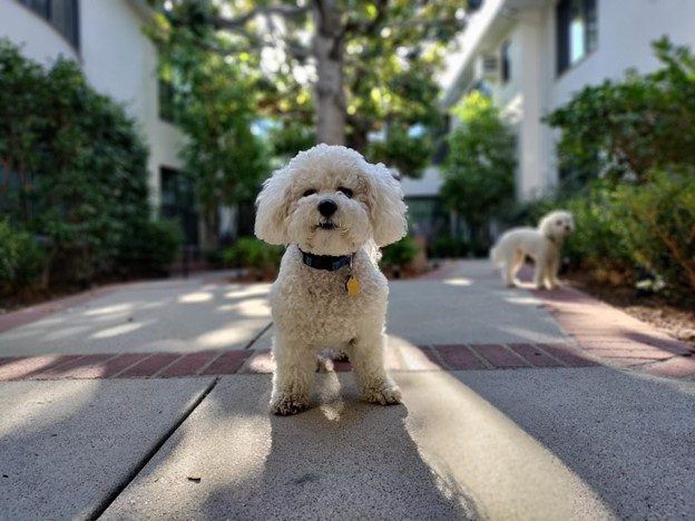 Hypoallergenic Hounds: A Solution for Allergies