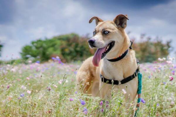 Husky Boxer Mix