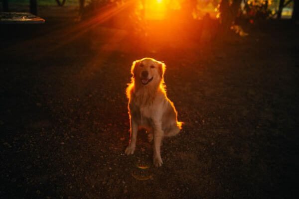 Dog Night Vision