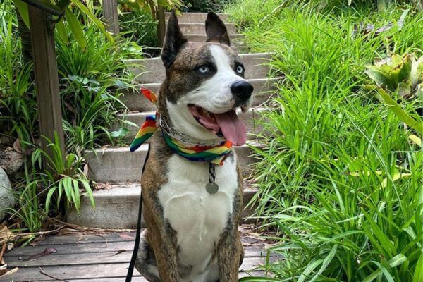 Husky Boxer Mix