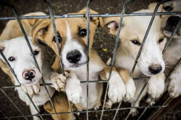SPCA Long Beach - Bone Voyage Dog Rescue