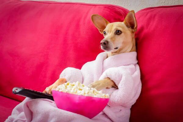 Dog TV- Dog Watching TV