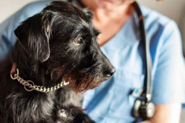 Dog Poisoning