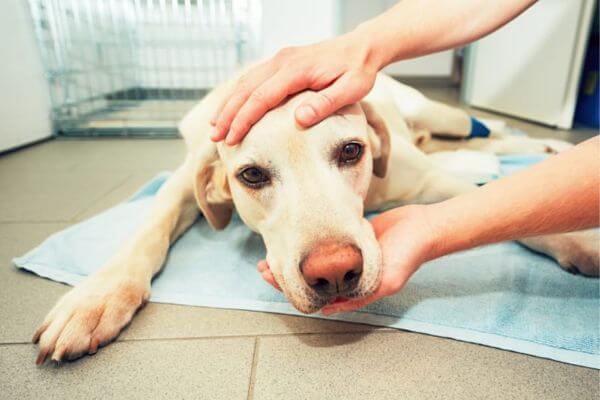 Dog Poisoning