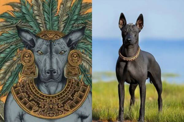 Xolo Dog - Mexican Hairless Dog