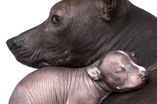 Xolo Dog - Mexican Hairless Dog