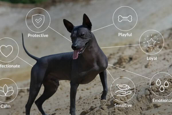 Xolo Dog - Mexican Hairless Dog