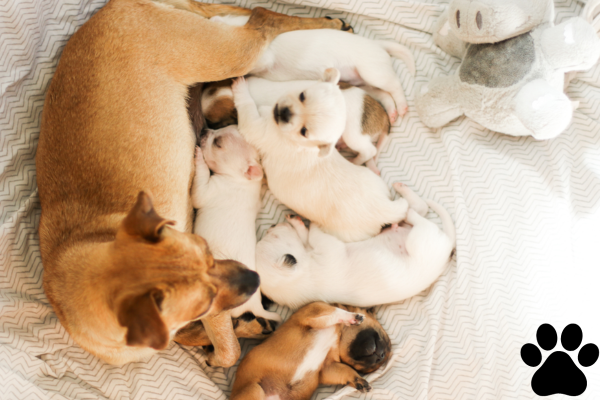 dog gestation period