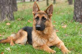 Labrador German Shepherd Mix