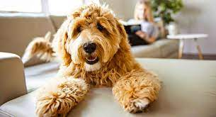 Labrador Poodle Mix