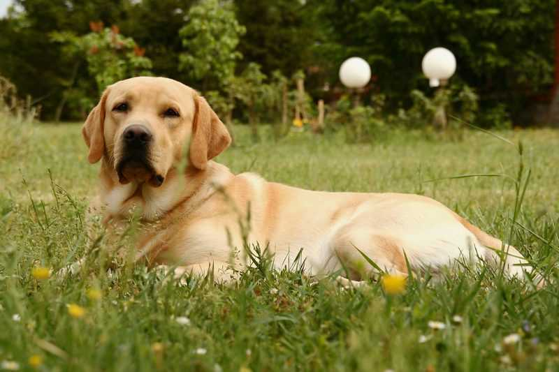 Labrador Beagle Mix