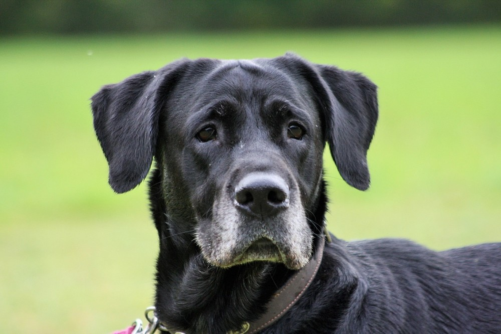 Labrador Boxer Mix