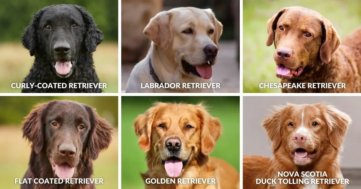 Lab Mixes Directory