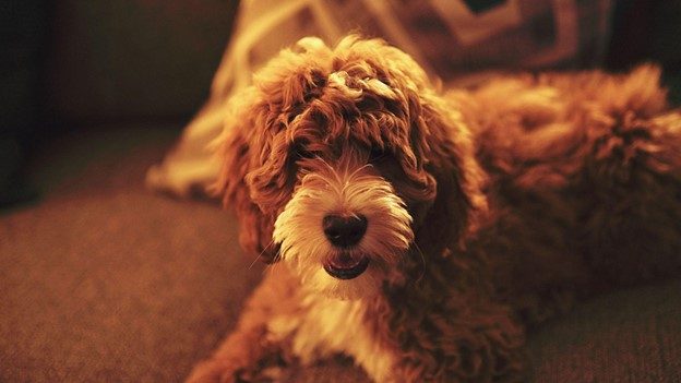 a brown dog lying on a couch
