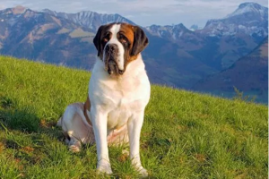 biggest dog