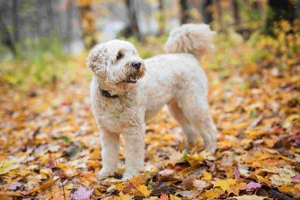 The Goldendoodle: Nature’s Perfect Dog Breed