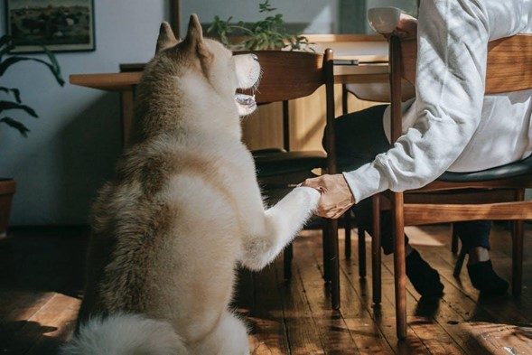 How to Build a Strong Bond with Your Dog: Proven Strategies for Deeper Connection
