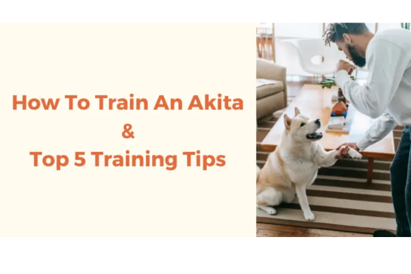 Akita puppies