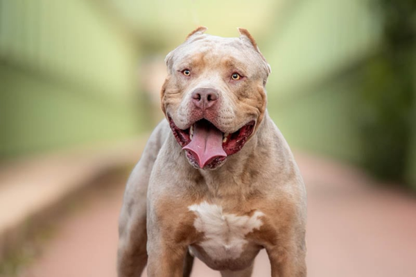 American Bully XL