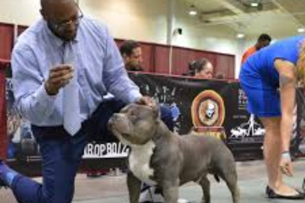 American Bully XL