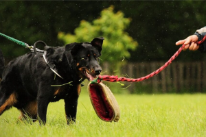 Beauceron