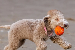 Bedlington Terrier