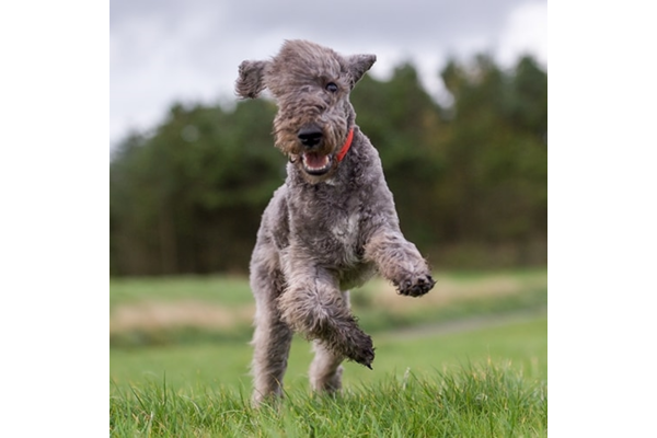 Bedlington Terrier
