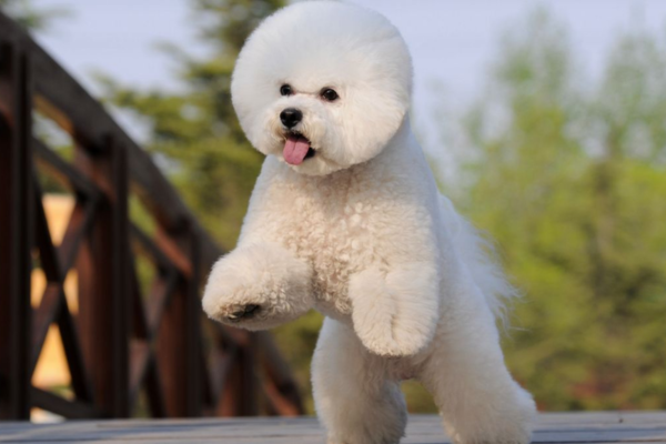 Bichpoo