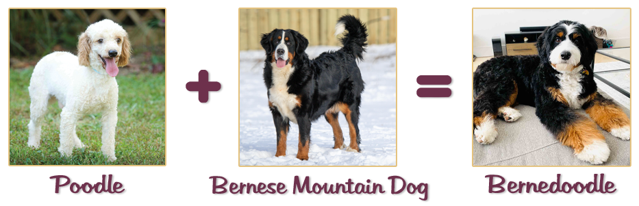 Mini Bernedoodle: Meet This Adorable Designer Puppy