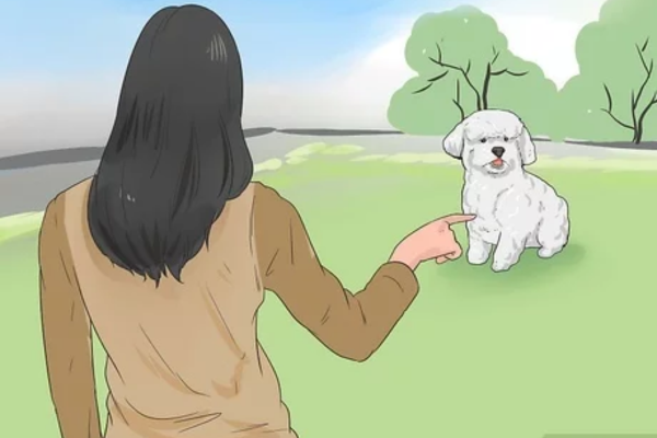 bichon poodle 