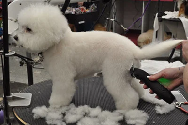 bichon poodle 
